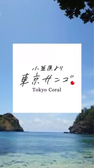 東京サンゴ | Tokyo Coral